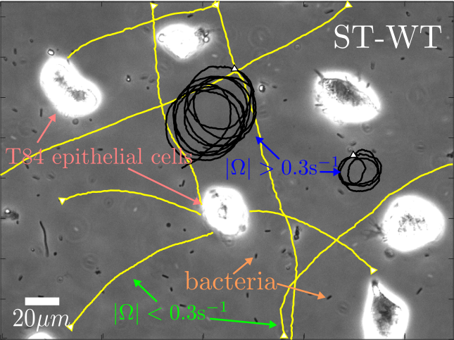 Salmonella bacteria searching for host cells