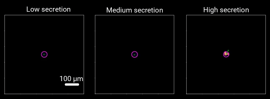 Cells moving on a 2D substrate exhibit varying exploratory behaviors depending on how quickly they modify their environment.
