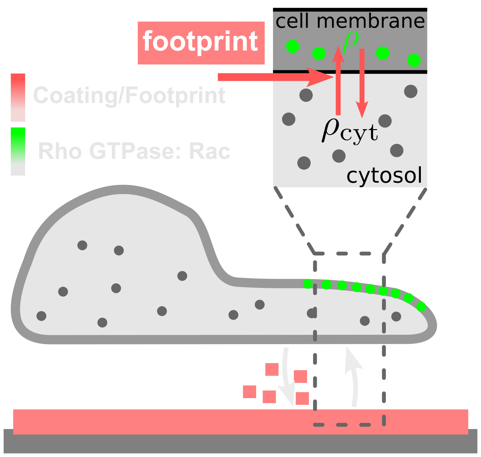 Cells moving along a linear track exhibit oscillatory behavior due to interactions with their own footprints.
