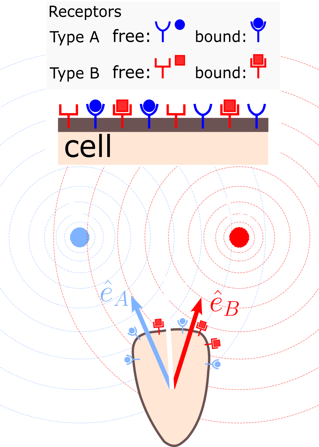 A cell sensing two chemical gradient simultanously